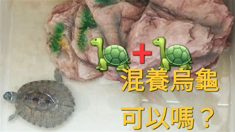 烏龜 魚|什麼龜可以和魚一起養，魚龜混養的方法有哪些